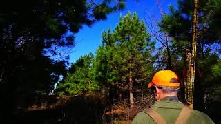 BIRD HUNTING IN THE BRIARS