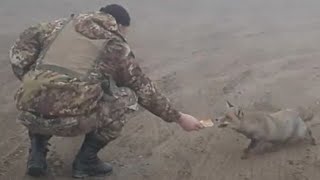 Fox takes food from the hand