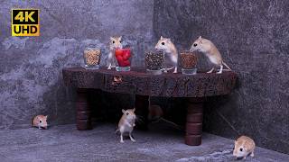 Cat TV: Mice Picnic – Snacking, Hiding & Dashing | Real Mouse Fun in 4K for Cats to Watch