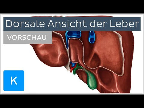 Leber: Ansicht von posterior (Vorschau) | Kenhub