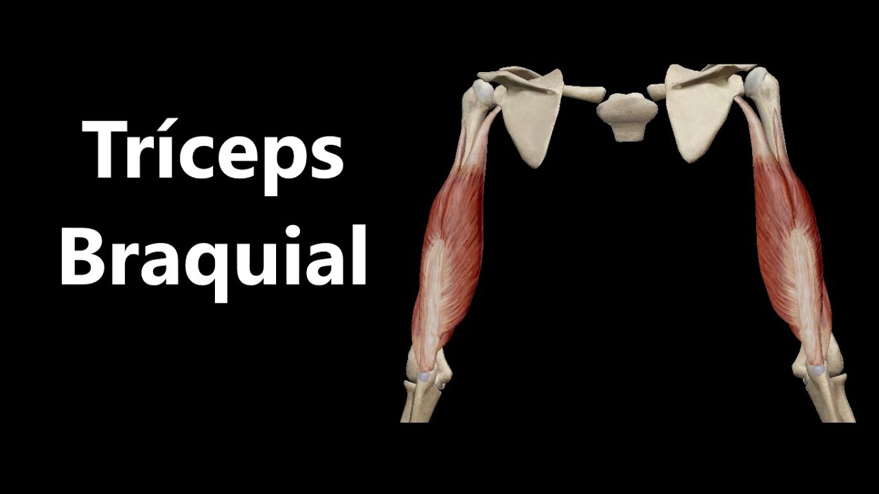 Anatomia do Tríceps Braquial em 3D