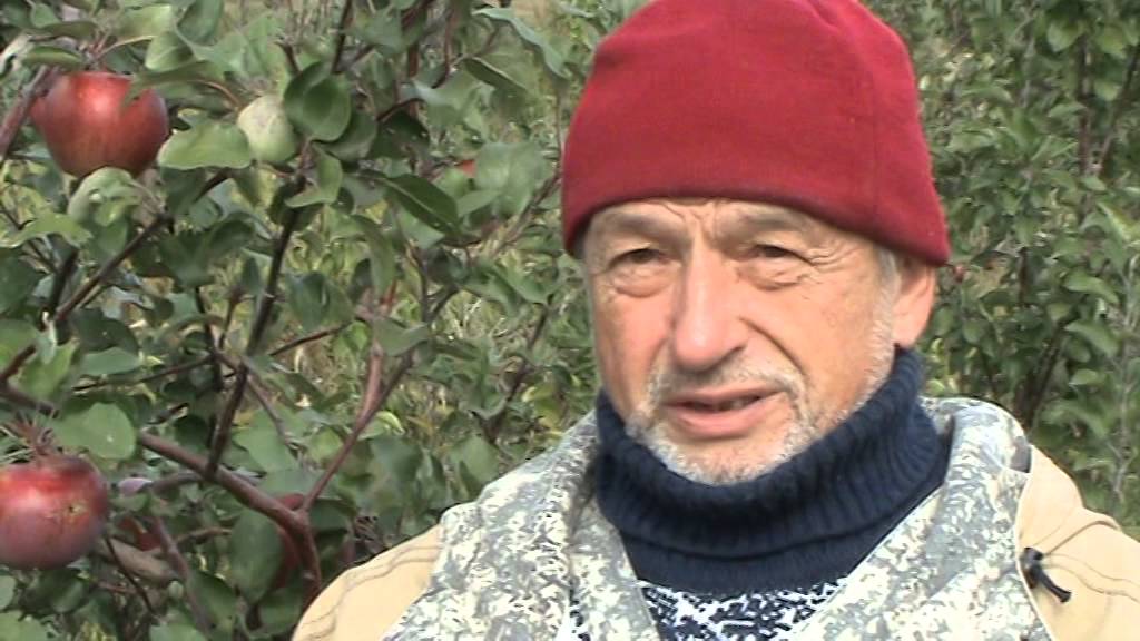 Яблоня зимняя Россошанское полосатое