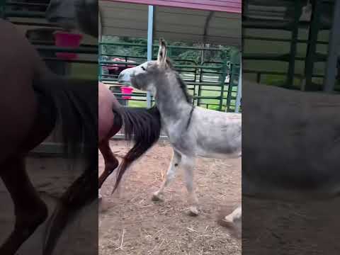 Who wants to own a donkey?