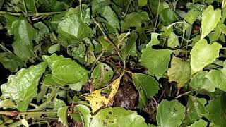 Download lagu Selama ini ada yang kata ini bunyi burung, belalang hijau dan ada juga sangka adalah bunyi kura-kura mp3