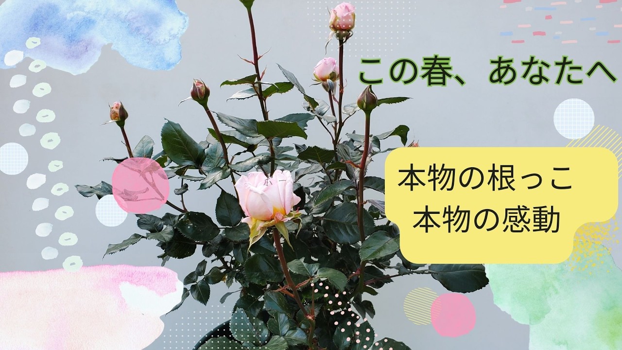 この春、あなたへ。　本物の根っこ　本物の感動