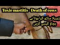 Toxic Mastitis II Dangerous Saaro And Treatment I Prevention Of Mastitis I Teat Lost Due To Mastitis