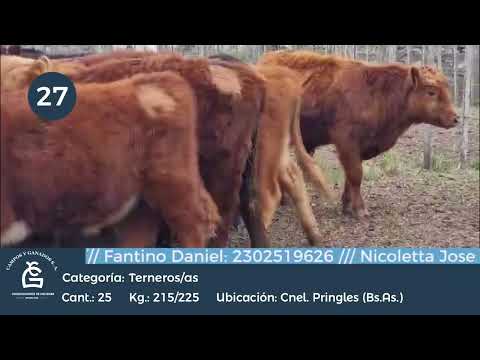 Lote M Y H- Cnel Pringles Bs As