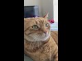 Cat Purrs Super Loudly when I Pet Him #shorts