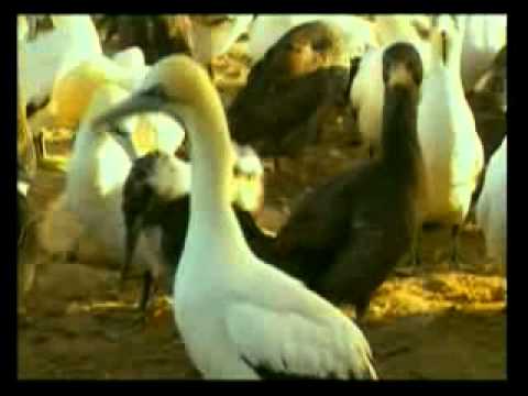 Ne qdo vend Mrekulli - Dokumentar rreth mrekullive te ndryshme