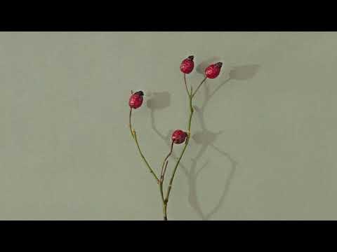 Հող - Սարի Մասուր