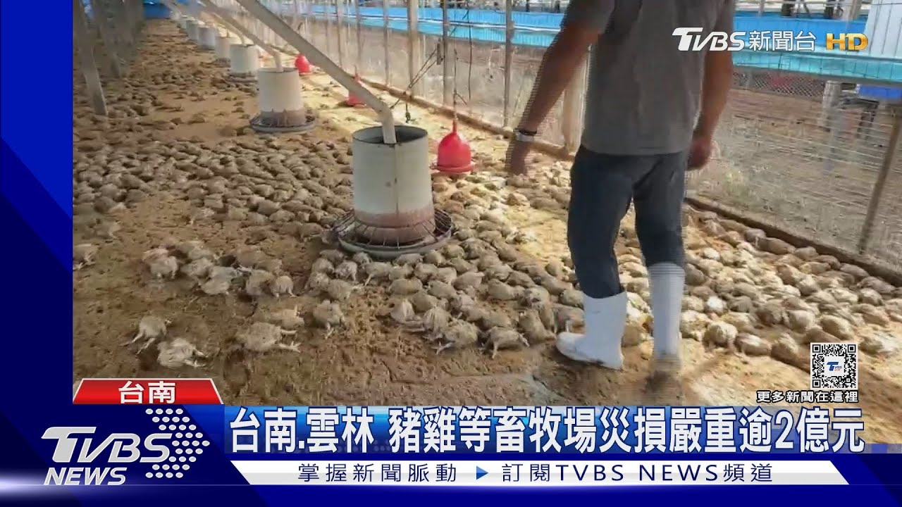 台南、雲林豬雞等畜牧場　災損嚴重逾2億元