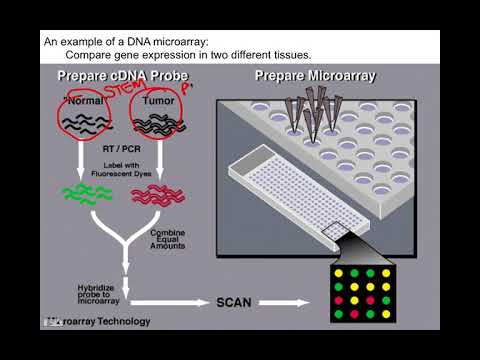 Cloning, BIO105 Introductory Biology, David Champlin, USM