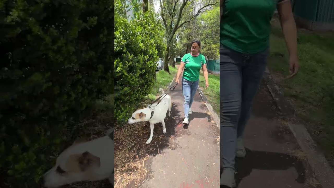 Enlarge MATEO, a Adoptable mixed breed in Langley, BC video 4/6