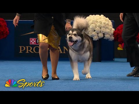 National Dog Show 2025: Working Group (Full Judging) | NBC Sports
