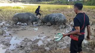 Download lagu Tedong silaga . leatung mp3 Download lagu Tedong silaga . leatung mp3