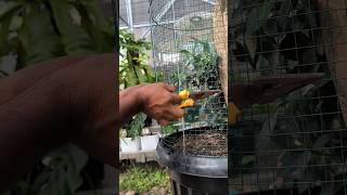 Download lagu make an aesthetic pot cage, what kind of bird should we fill it with??? #pet #bird #cage mp3