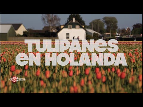 , title : 'Los campos de Tulipanes en Bici | Países Bajos #7'