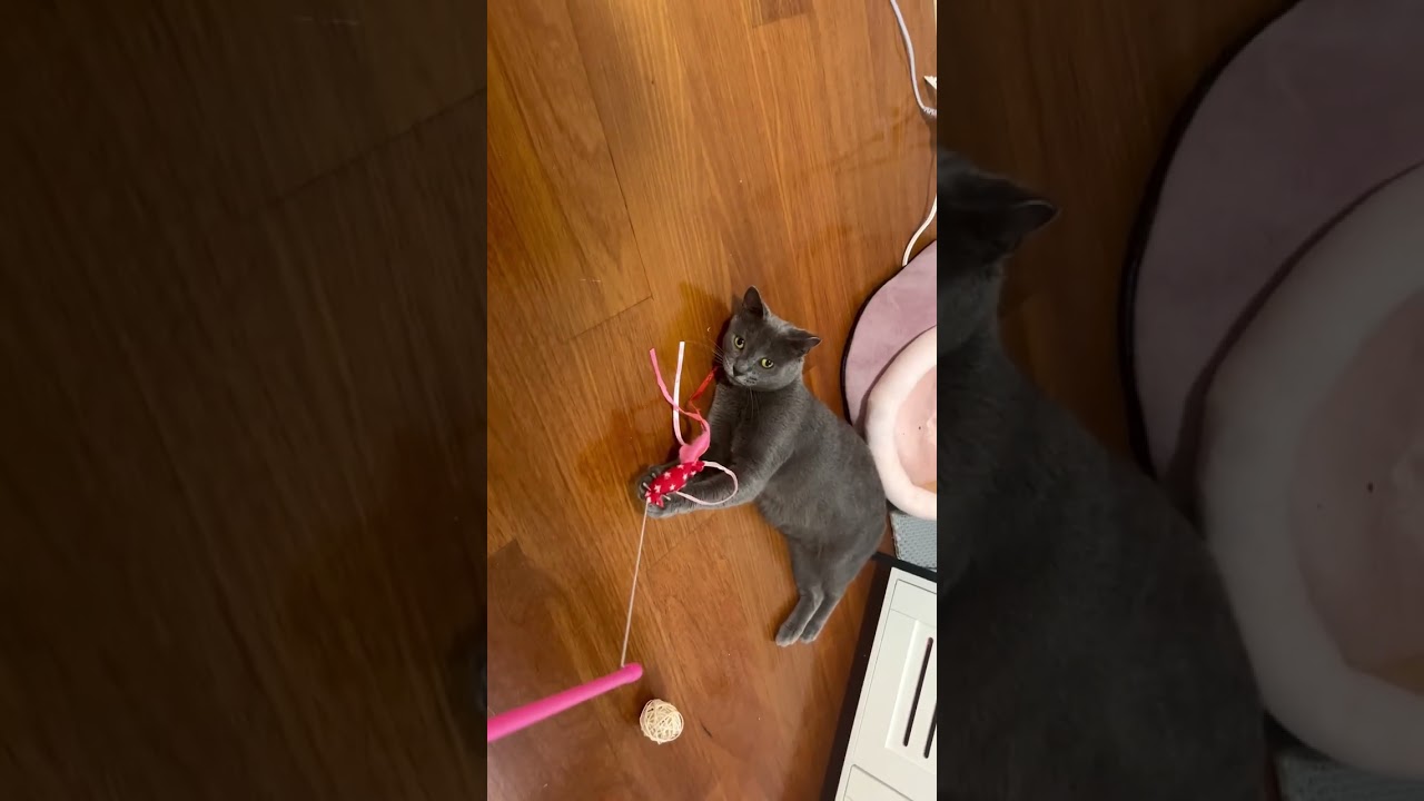Enlarge Roxy, a Adoptable Domestic Short Hair in New York, NY video 6/6