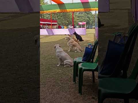 KCI Obedience Show 2022