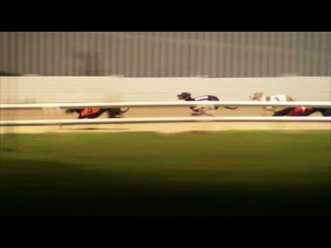 2017 WILLIAM HILL FESTIVAL FLYER - HEAT 2 - T5 MAKE THE NEWS