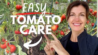The SIMPLE Tomato Plant Care with Epic Results!