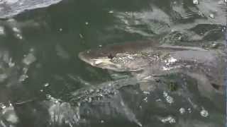 preview picture of video 'Big Pike Fishing With Get Hooked Fishing Adventures'