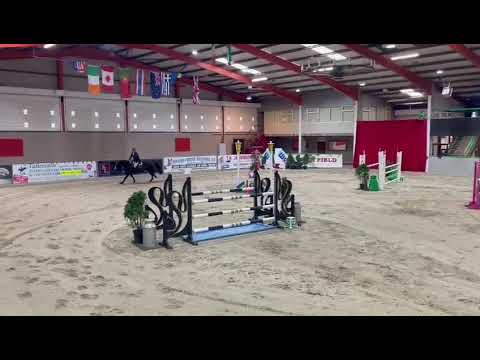 Quality Showjumper - Image 2