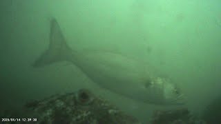 Underwater cam Cross bay bridge and L.I.C NYC  9/27/2025