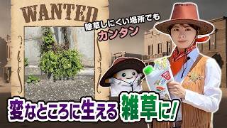 天空に生える雑草❓雑草はこんなところにも💦【雑草ガンマン】変なところに生える雑草篇