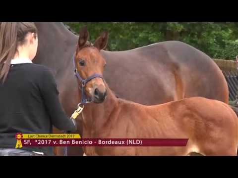 SF v. Ben Benicio / Bordeaux (NLD)
