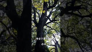 【宮崎】日南市にある榎原神社が超絶パワースポットだった#shorts