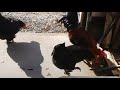 Rooster Warning Calls Hens Back To Coop