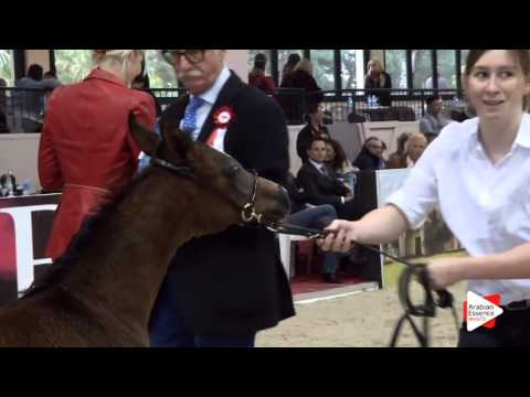 N.96 LASKA AL ASHAI - Milan 2016 - Futurity Fillies (Class 13)