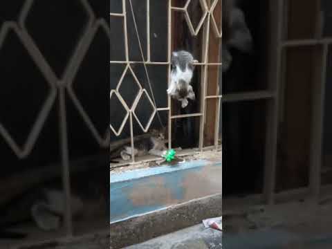 DOT'S GYMNASTIC | KAMALIKA'S LIFESTYLE | TAMIL