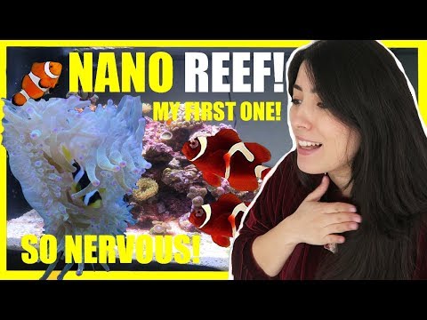 新的NANO海水水族館|設置我的礁石缸。 (NEW NANO Saltwater Aquarium | Setting Up My Reef Tank)