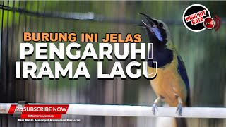 Download lagu 🔴Kunci Irama Lagu Ada di Burung Ini Masteran Cucak Cungkok Roll Tembak Full Isian mp3