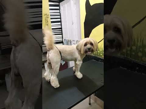 #pets #love #petlover #memes #dog #funny #youtubeshorts #trending #cute