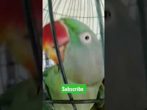sound mithu parrot #mithu #parrottalking #alexander