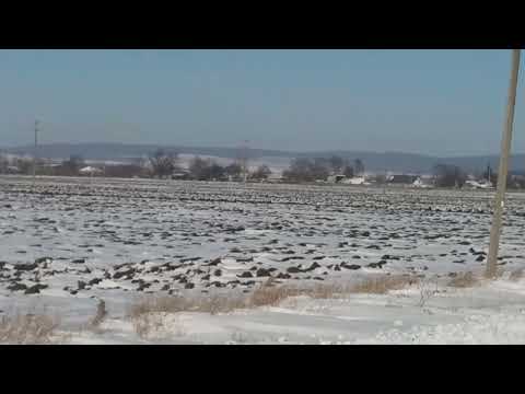 lunca moldovei.neamț