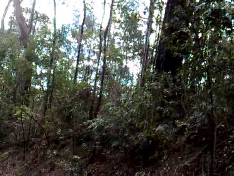 Australian Bell Bird's call