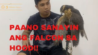 HOW TO TRAIN AN APLOMADO FALCON TO THE HOOD..