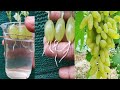 Simple method propagate grape tree with water ,, growing grapes tree at home