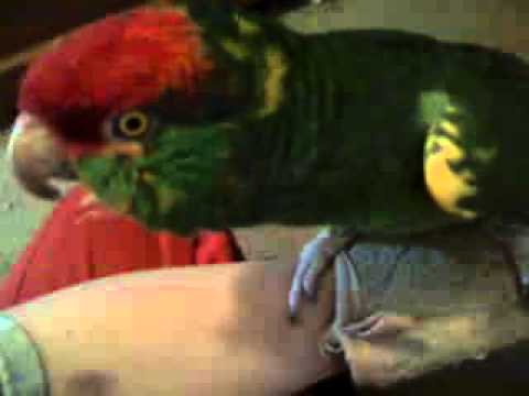 Mason the Amazon parrot talking