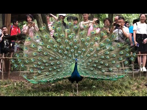 pavo real abriendo sus alas / Peacock with extended plumage