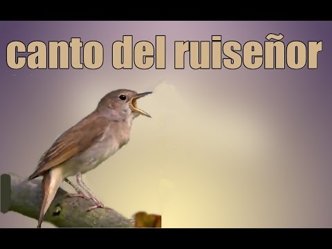 download lagu mp3 mp4 Canto De Ruiseor, download mp3 Canto De Ruiseor free download, download mp3 Canto De Ruiseor