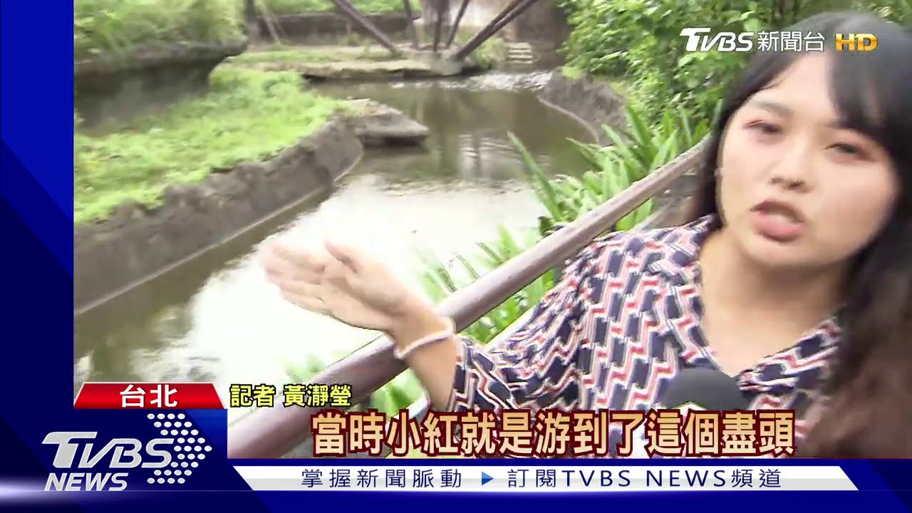 小食蟻獸揹寶寶「翻柵欄」逃跑 母失蹤1個月