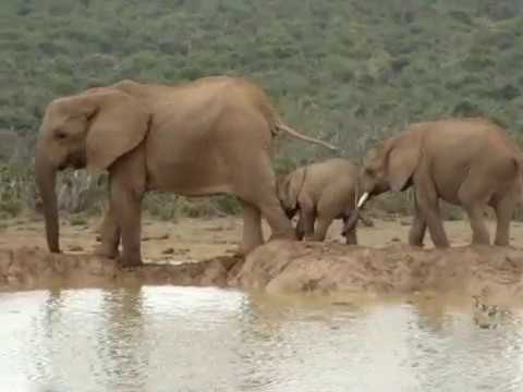 Elephants chase Egyptian Geese away from water hole in Addo Elephant National Park.
