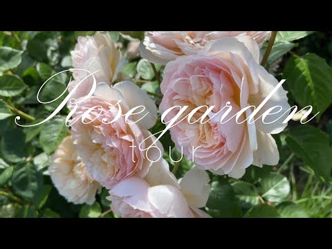 9 Stunning Rose Varieties for a Cottage Garden | David Austin Rose Tour in Full Bloom