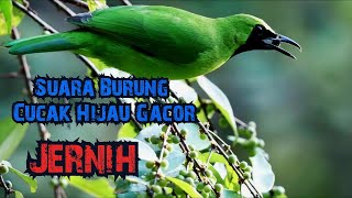 Download lagu Pikat Burung Cucak Hijau Burung Daun Gacor mp3