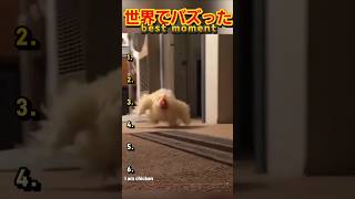 【俺の厳選】世界でバズった動画集🐾Part7